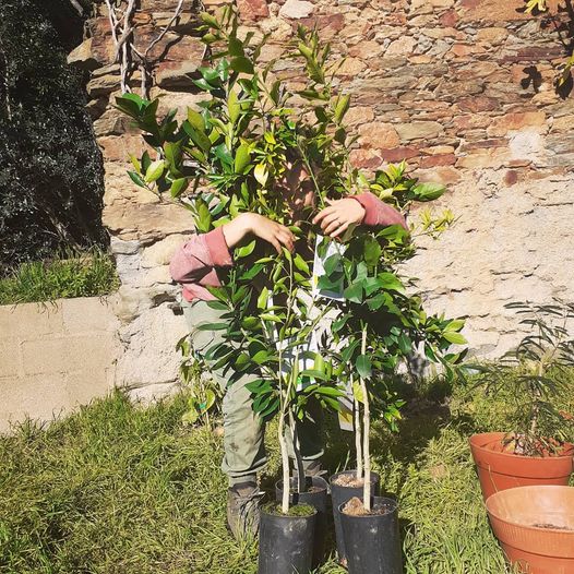 Citrusbomen